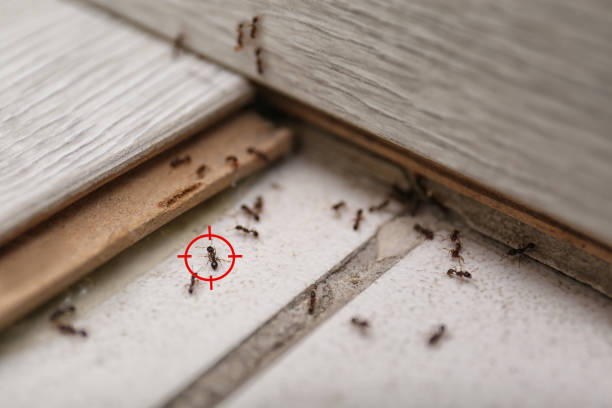Best Pest Control for Restaurants  in Krugerville, TX