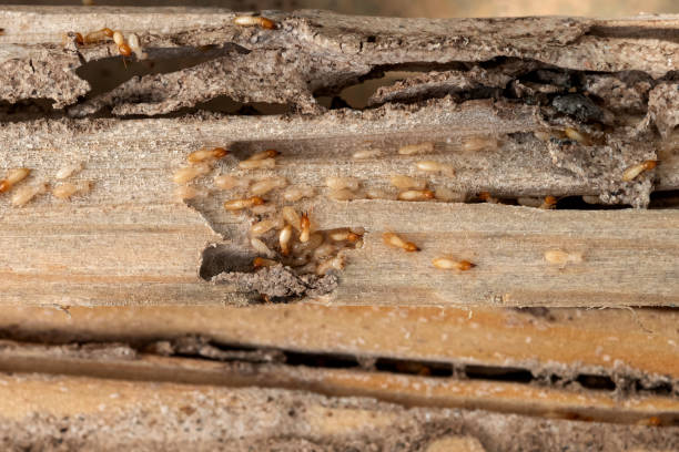 Pest Control Cost in Krugerville, TX